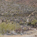 US 2011 Day01  025 Saguaro NP, AZ