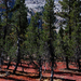 US12 0924 032 Tuolumne Meadows, Yosemite NP, CA