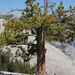 US12 0925 045 Yosemite NP, CA