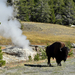 US160925 095 Yellowstone NP, WY