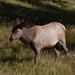 US160925 110 Yellowstone NP, WY