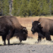 US160926 030 Yellowstone NP, WY