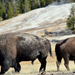 US160926 035 Yellowstone NP, WY