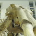Megkövesült mamut-csontváz – 001c