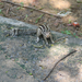 Lodi kert Delhi mókuska