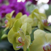 Singapore day3 Botanic garden52 Orchidea kert