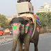 Elefant Jaipur1