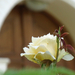 A templom rózsája