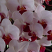 20130830 030 orchidea