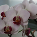 20150216 026 orchidea