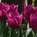 20150423 101 tulipán