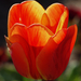 20150423 140 tulipán