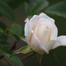 20150516 035 rózsa