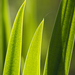 backgrounds02-sunlit-reeds