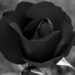 "fekete" rózsa