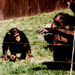 Csimpánz család rég volt