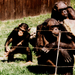 Csimpánz család régen3