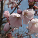Japán cseresznye ZOO