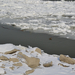 Duna jég, kacsa