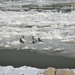 Duna, jég, madarak