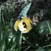 sárga tulipán felülről