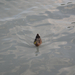 szembeúszó kacsa a Balatonban