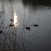 kacsa - napfény- Feneketlen tó
