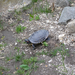 napozó teknős a Feneketlen tó partján