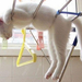 cat-on-a-clothesline