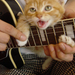 guitar-cat