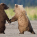 Bears-in-love