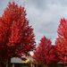 165 Oregon Fall Colors - RV-X3