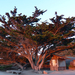 278 Point Lobos SP-XL