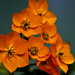 Ornithogalum Dubium