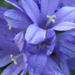 Kék virág