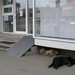 Gazdátlan kutyák a gyógyszertár előtt