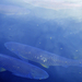 Amur halak a Városligeti tóban, sirály a levegőben