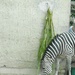 DSCN0297 Zebra