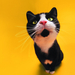 funny cat 4-wallpaper-1920x1080