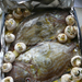 John Dory