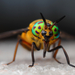 Deerfly (Chrysops relictus)