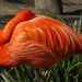 Flamingó 2