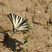 Kardfarkú pillangó