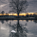 the Swan and the Tree