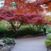 japánkert vörösben