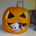 HD-jacko-lantern-puppy-wallpaper