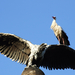 Madéfalvi emlékművön pihen a gólya
