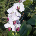 Otthoni orchideáim (egy része), SzG3