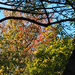 Az ősz színei, SzG3