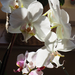 Otthoni orchideáim, 2022 02, SzG3